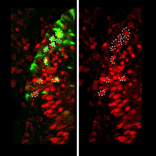 Immunofluorescent image of chicken inner ear sections labeled with DSHB antibody 4G1 against Msx1/2 (red). Image Credit: Doris K Wu. PMID: 18404215, Fig. 7D-D’.